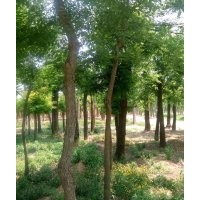 速生白蠟 原生冠白蠟