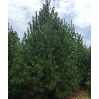 白皮松陜西白皮松西安白皮松藍(lán)田白皮松