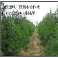 2米白皮松大量低價(jià)優(yōu)惠供應(yīng)