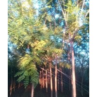 大量供應(yīng)國(guó)槐、欒樹(shù)