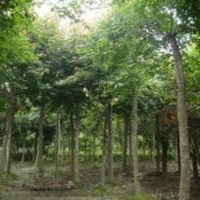 苗圃自產(chǎn)自銷5公分三角楓價(jià)格 15公分三角楓價(jià)格