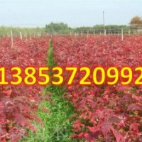 丹東美國(guó)紅楓