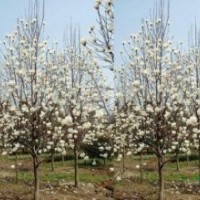 別稱玉蘭 望春花 玉蘭花白玉蘭價格 白玉蘭價格變動