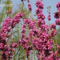 紫荊小苗、紫薇小苗、廣玉蘭、白玉蘭、紫玉蘭、黃玉蘭