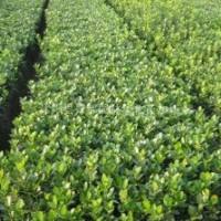 小葉扶芳藤小苗 大葉扶芳藤小苗 迎春、連翹小苗、金絲桃