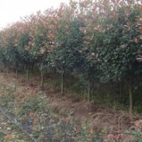 紅葉石楠價(jià)格 樹(shù)狀紅葉石楠 石楠柱