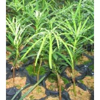 供應桂花 桂花樹苗 羅漢松 羅漢松樹苗 紫薇樹苗