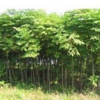 山東胸徑5公分欒樹價格，7公分欒樹價格 8公分欒樹價格