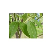 供應(yīng)堅(jiān)果樹苗 八角樹苗 玉桂樹苗 茴香樹苗 肉桂樹 百香果樹苗 平