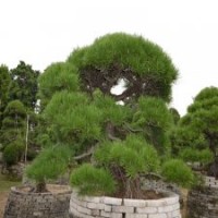 0009號(hào)日本進(jìn)口精品造型黑松帶土球