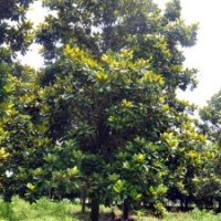 18公分廣玉蘭報(bào)價(jià)，20公分廣玉蘭批發(fā)