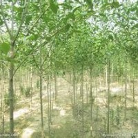 大葉女貞 大葉女貞 大葉女貞