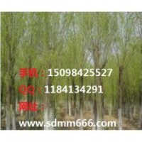 大量供應(yīng)毛白楊白蠟、柳樹系列速生楊107