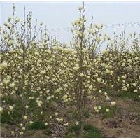 黃玉蘭，黃玉蘭基地供應(yīng)直徑2-3-5-8-10-12-15公分