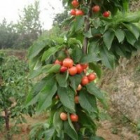山西供應(yīng) 櫻桃苗 櫻桃樹(shù)