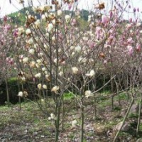 供應(yīng)紅玉蘭，優(yōu)質(zhì)紅玉蘭批發(fā)。