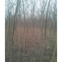 大量出售3-15公分國(guó)槐