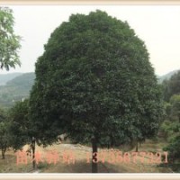 各種規(guī)格的桂花