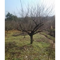 供應高分支紅梅