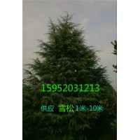 5米一級(jí)雪松苗價(jià)格，5米雪松報(bào)價(jià)