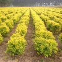 苗木出售金葉榆,矮櫻,榆葉梅