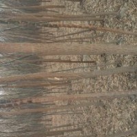 新疆楊、垂柳、饅頭柳、紅柳、竹柳、旱枊、胡楊、沙棗苗、云衫等