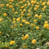 河北棣棠、珍珠梅、紅瑞木基地、連翹