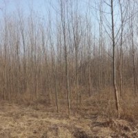 竹柳低價(jià)銷售