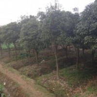 桂花、樟樹出售