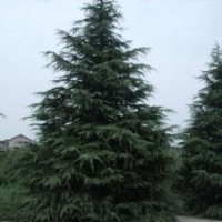 供紅葉石楠雪松綠化苗