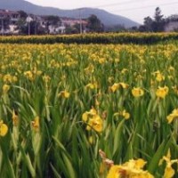 供應(yīng)金葉苔草、玉帶草、金葉菖蒲、血草等地被水生植物