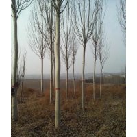 基地提供各種規(guī)格毛白楊樹苗 白楊苗 綠化苗木 量大優(yōu)惠西北地區(qū)