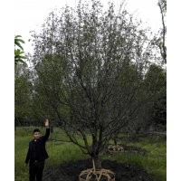 低分枝八棱海棠