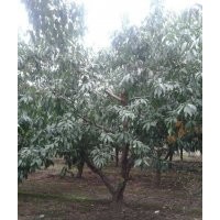 四川供應(yīng)低分枝梅李