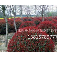 紅葉石楠球 海桐球 大葉黃楊球