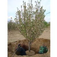 精品八棱海棠10公分 低價(jià)出售