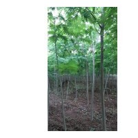 低價(jià)處理合歡，4公分5公分6公分，價(jià)格低