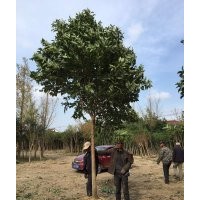 大葉女貞種植基地