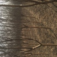 大紅紫薇 國旗紅紫薇