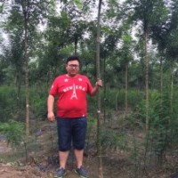 山東肥城大量供應(yīng)2-10公分老式國槐