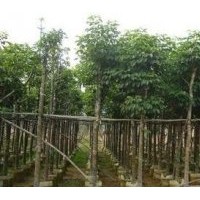 哪里有5公分秋楓袋苗