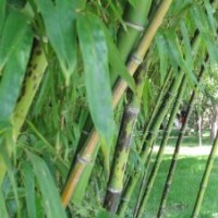 青皮竹