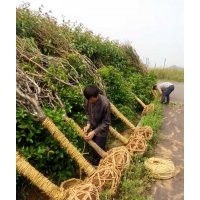 長(zhǎng)期供應(yīng)櫻花紅楓，青楓，羽毛楓，垂絲海棠