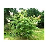 珍珠梅，紅王子錦帶，猥實，金銀木，紅葉碧桃，迎春