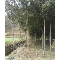 紅葉石楠獨(dú)桿