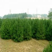 供應(yīng)3.4年白皮松，油松價(jià)格