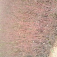 江蘇沭陽(yáng)妍宇苗木基地，供郁李、火棘、連翹、榆葉梅、紫藤