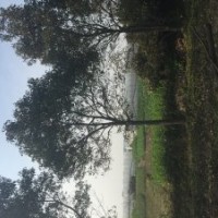 低價出售垂柳、水杉、香樟