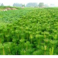 供應白皮松40公分，油松，量大