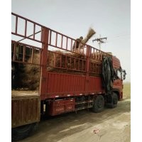 碧桃榆葉梅黃櫨海棠棣棠錦帶金葉榆